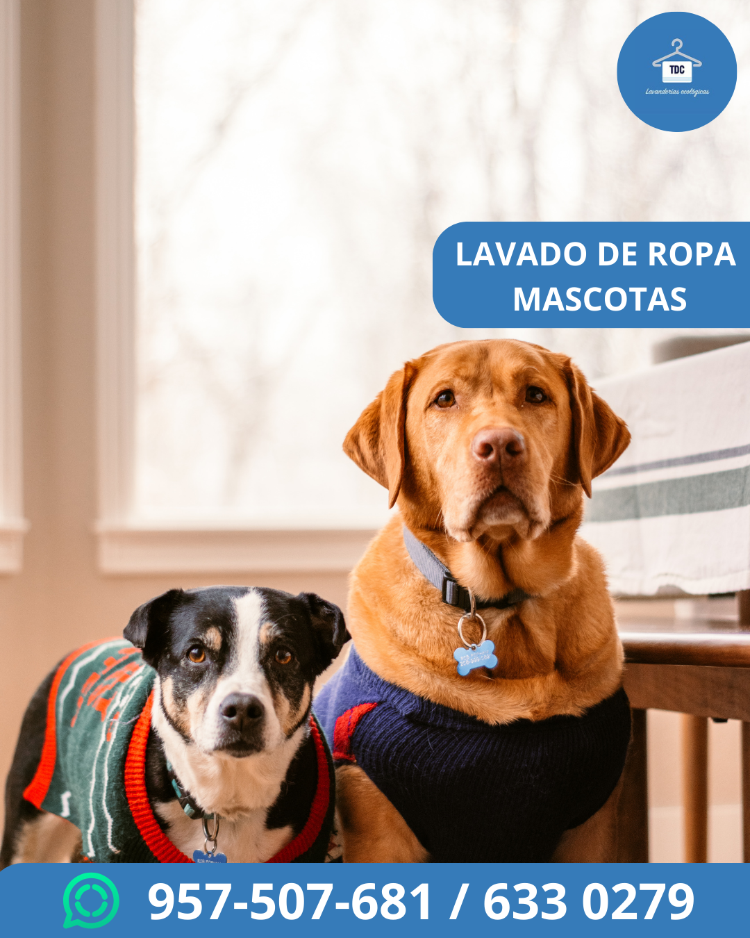 Lavado Ropa Mascotas